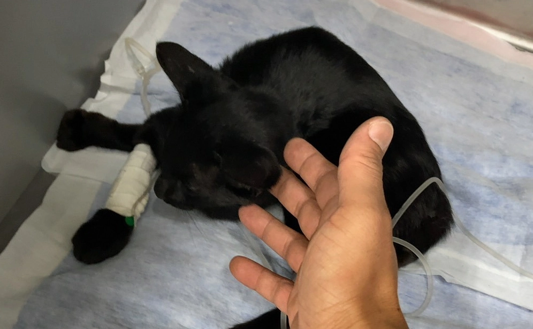 黒猫ちゃんのご支援１