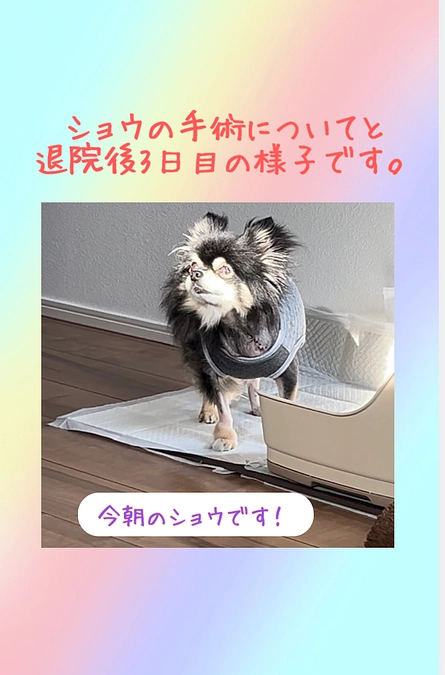 ショウの手術について🐾