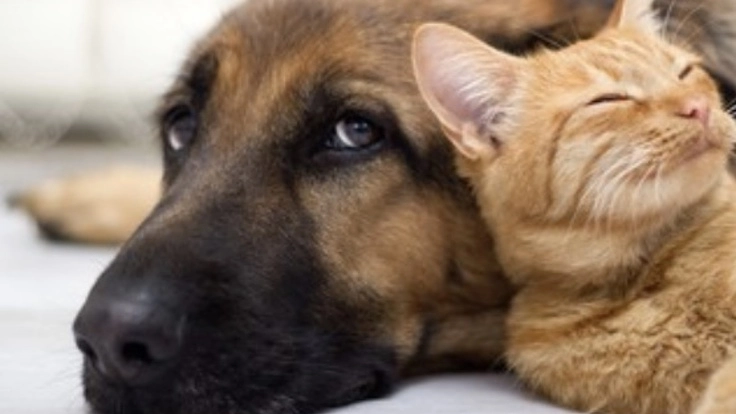 全国動物行政の福祉向上をめざして＊第二弾