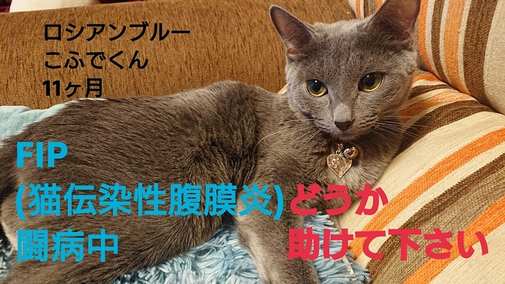 FIP(猫伝染性腹膜炎)を発症したこふでくんをどうか助けて下さい