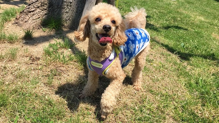 【お願い】心臓病で余命半年のもなかを救いたい！