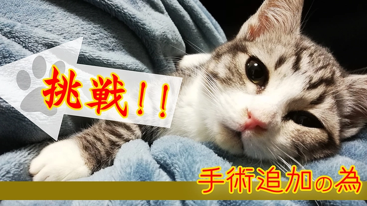 【難病】先天性門脈シャントの子ねこの命を助けて下さい。