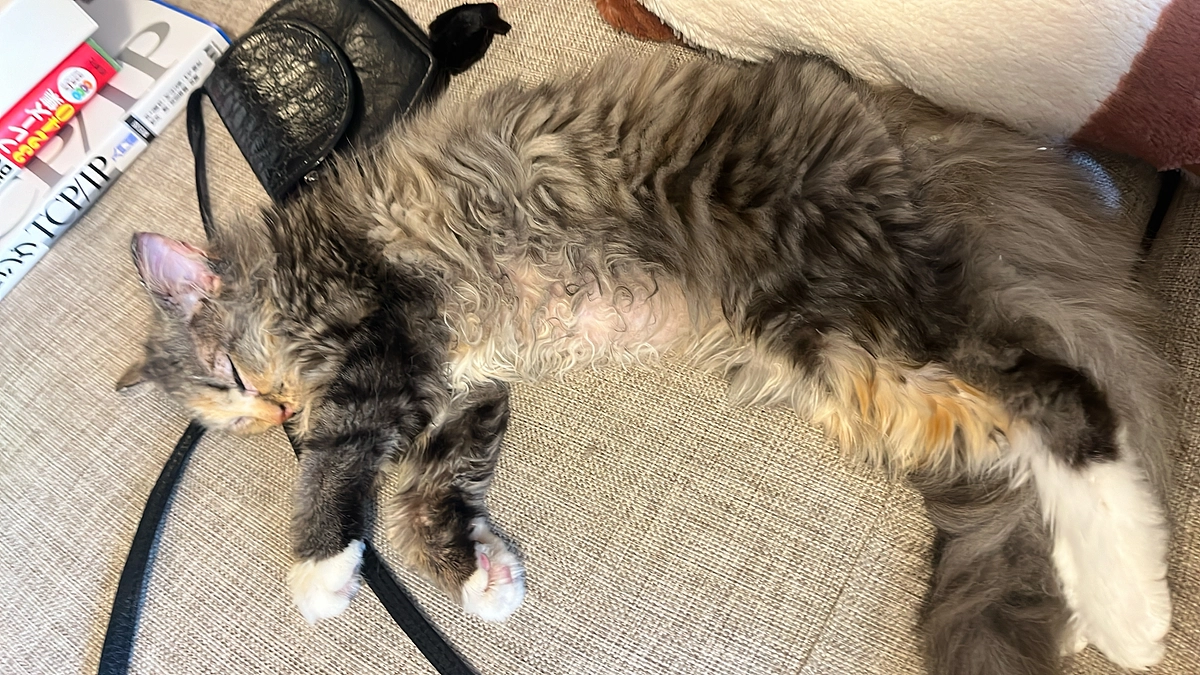 ネクストゴール設定のお知らせ