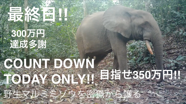 100年後もマルミミゾウがいる世界へ。アフリカの森を護りたい!