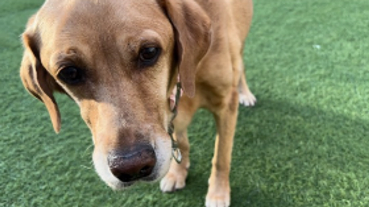 黄疸が出てしまった。