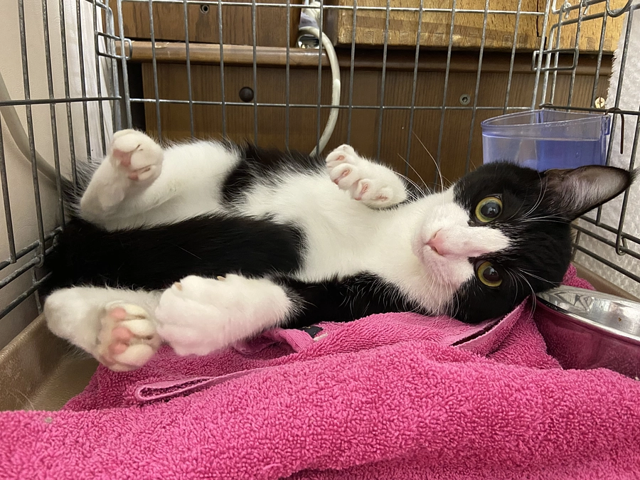 いくら正式譲渡が決まりました！