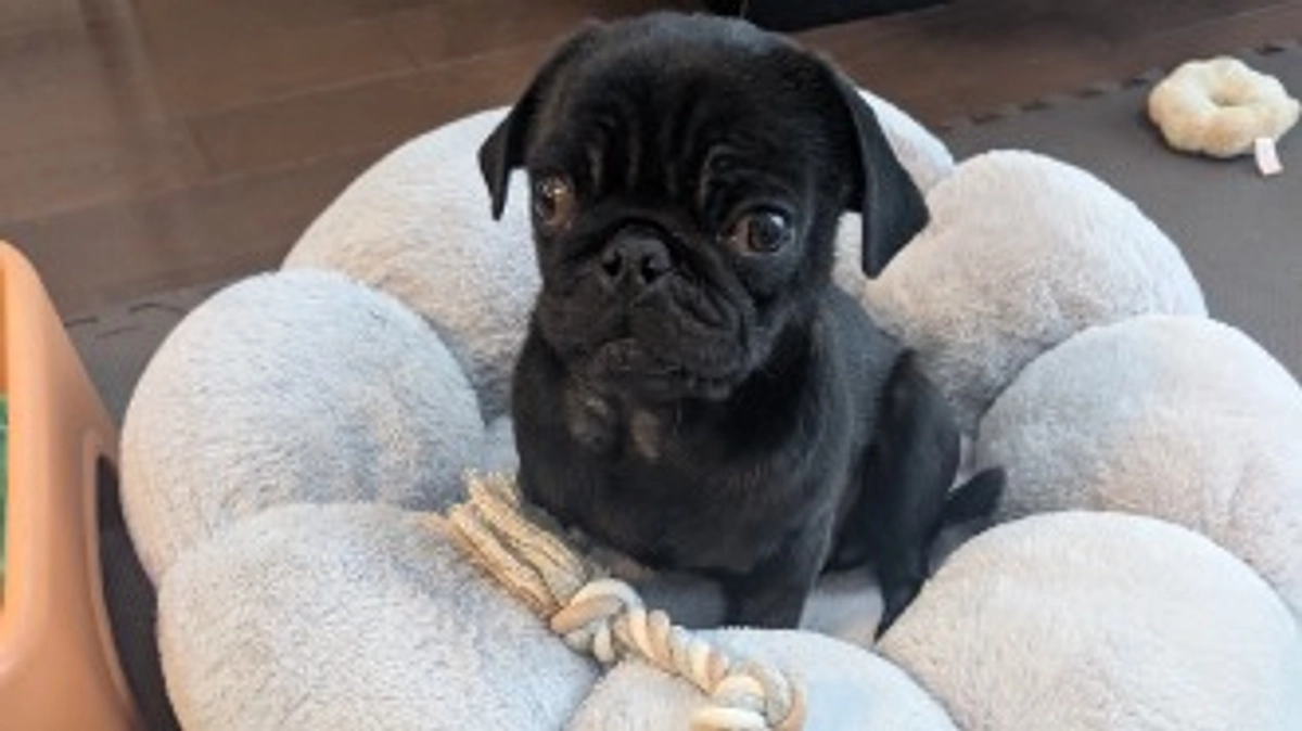 【経過報告】門脈体循環シャント術後12日目