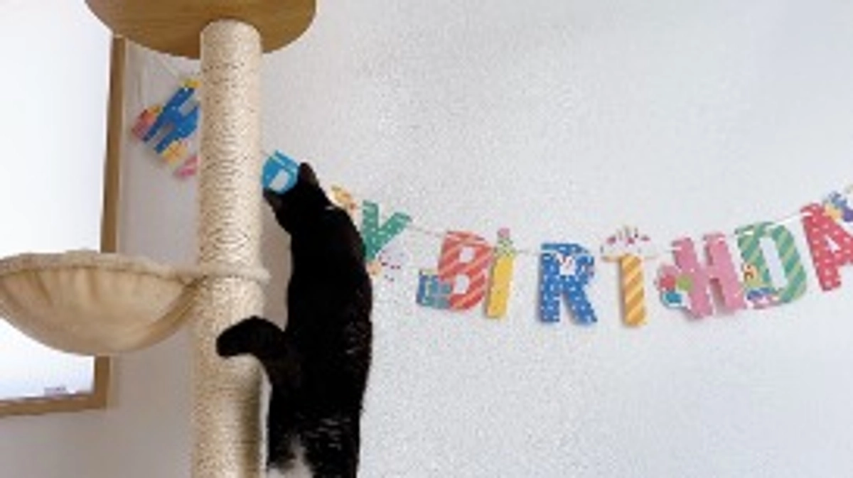 千ちゃんの子供達が1歳を迎えました♪