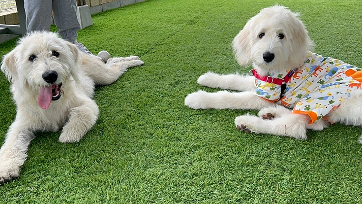 犬が散歩途中にくつろげる場所を作りたい