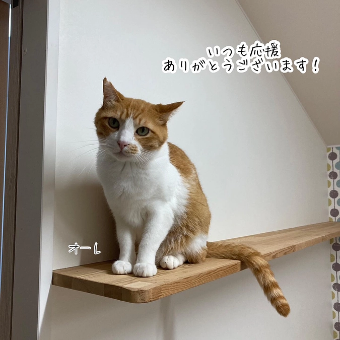 継続寄付4月分のご報告と5月収支報告