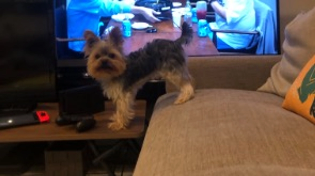 豆太郎のおやつ🐶