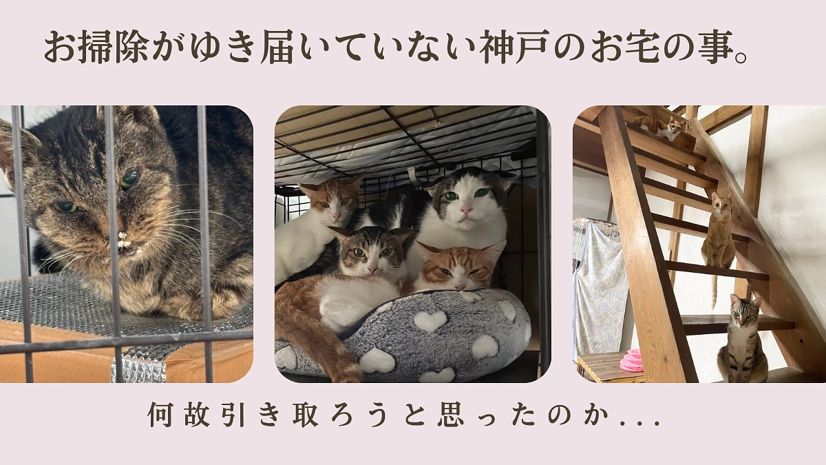  【神戸の猫たちと向き合う中で、感じたこと】2日で50%以上達成！皆様のお陰です。