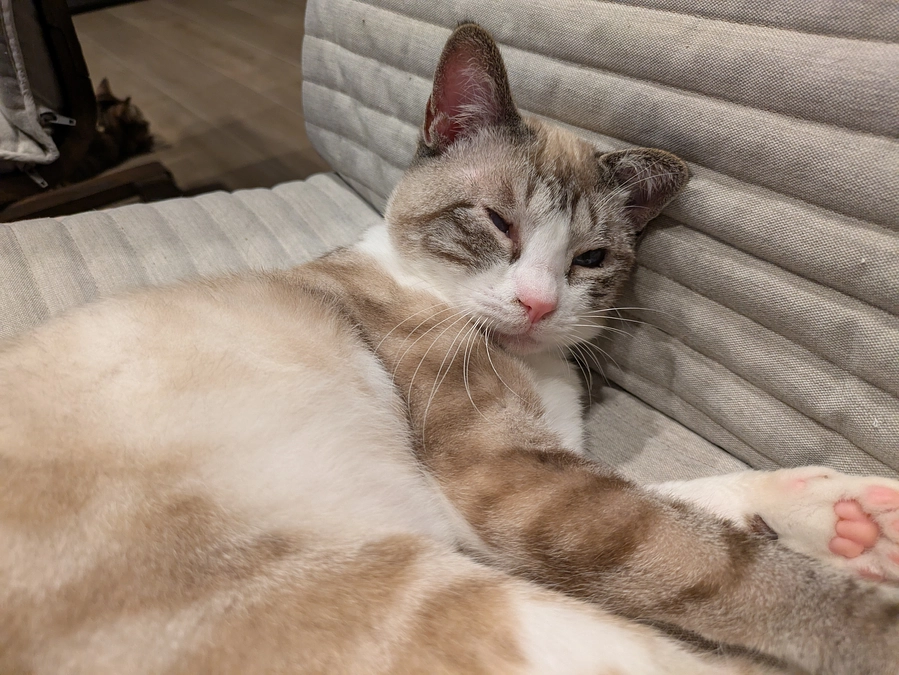 ［あおいちゃん］ずっとのおうち決定しました