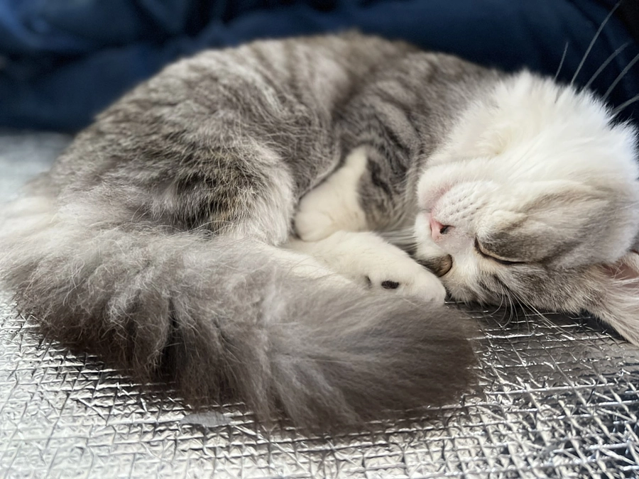 治療21日目ココロの様子