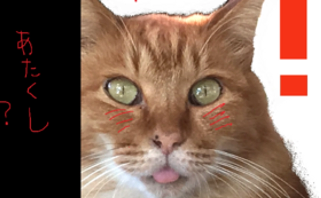 もふもふ猫　ゴージャス・ゴールデンモップのオリジナルミニタオルハンカチコース