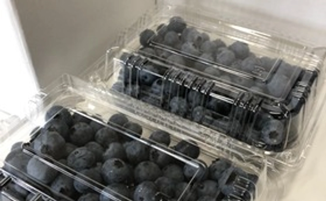 美味しい時期の生ブルーベリー700g