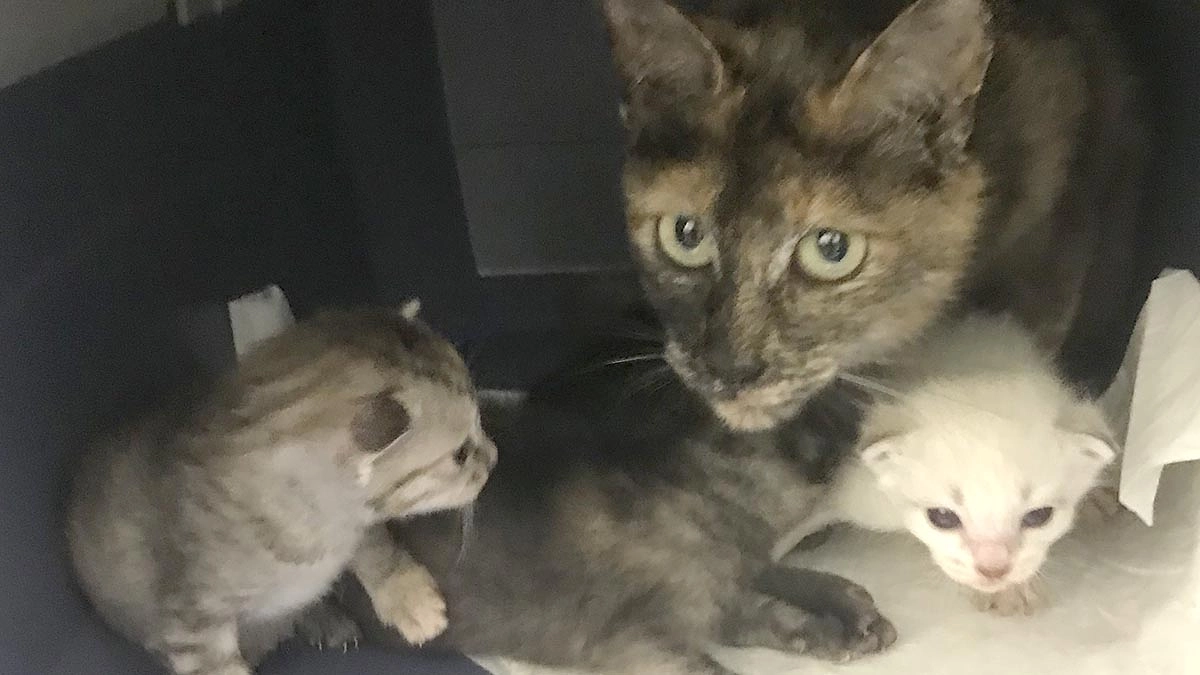 保護猫から産まれた赤ちゃん猫の白ちゃんが亡くなりました