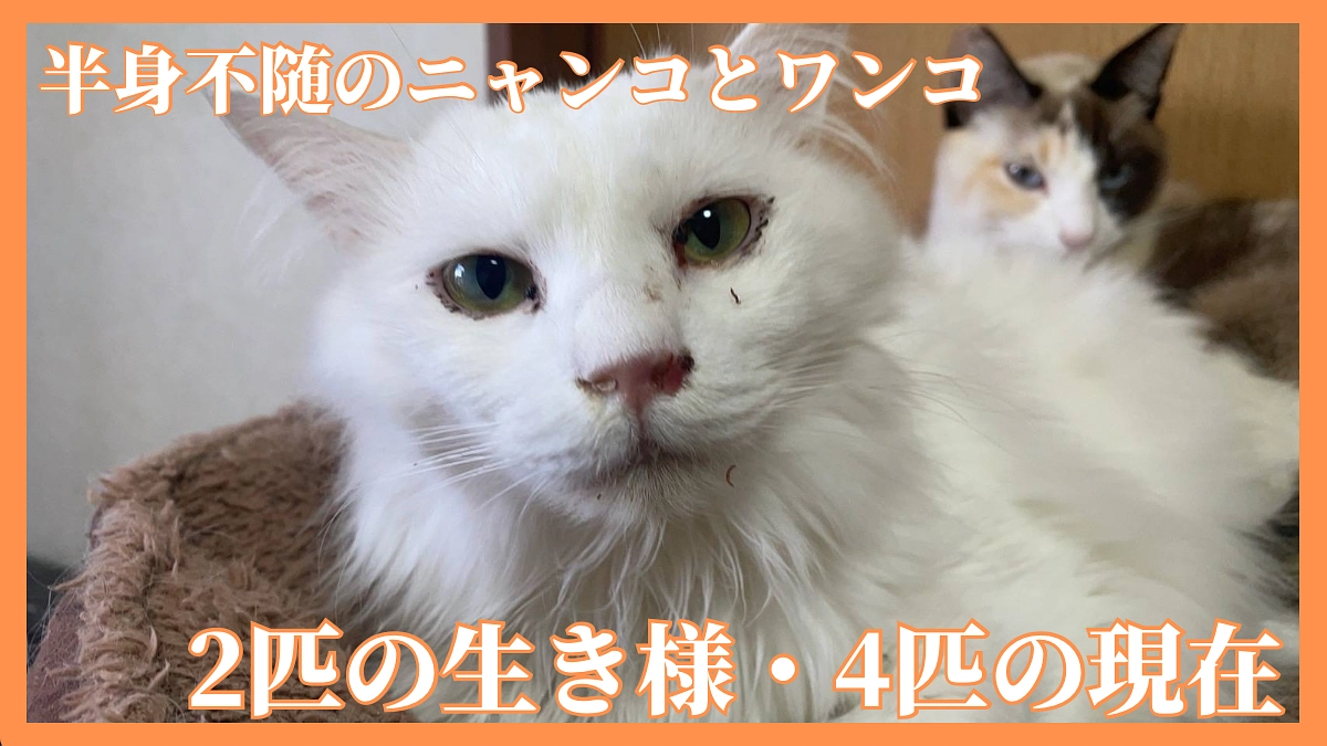 下半身不随…介護の様子と障害を乗り越えようとする生き様