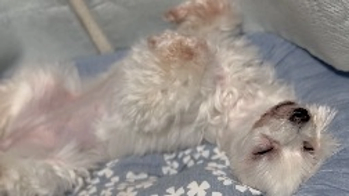 今日のももこの様子と代理支援金反映のご報告。