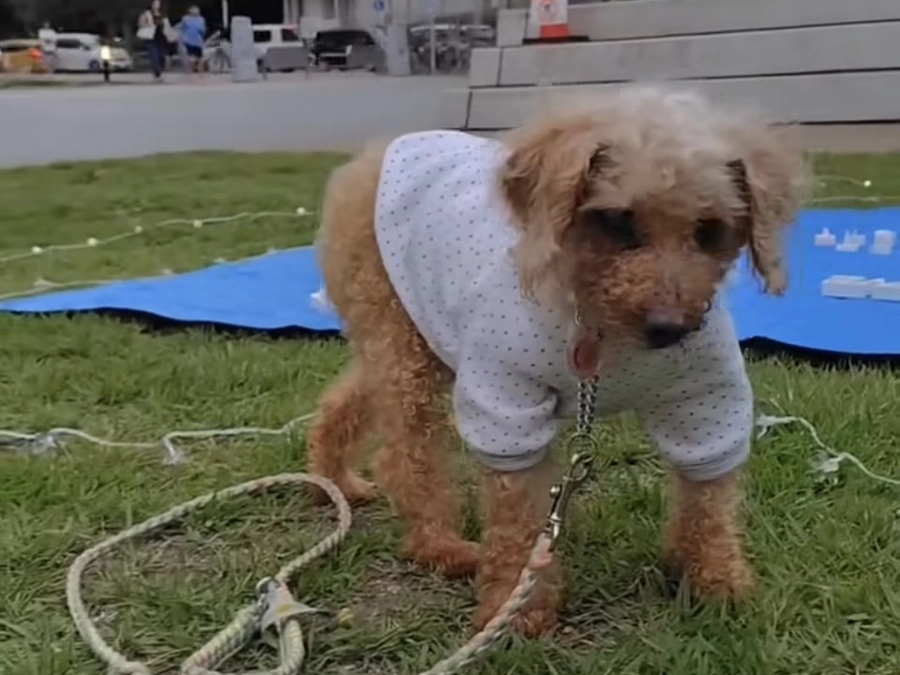 里親募集中の犬たち（その他の出身地のメンバー）