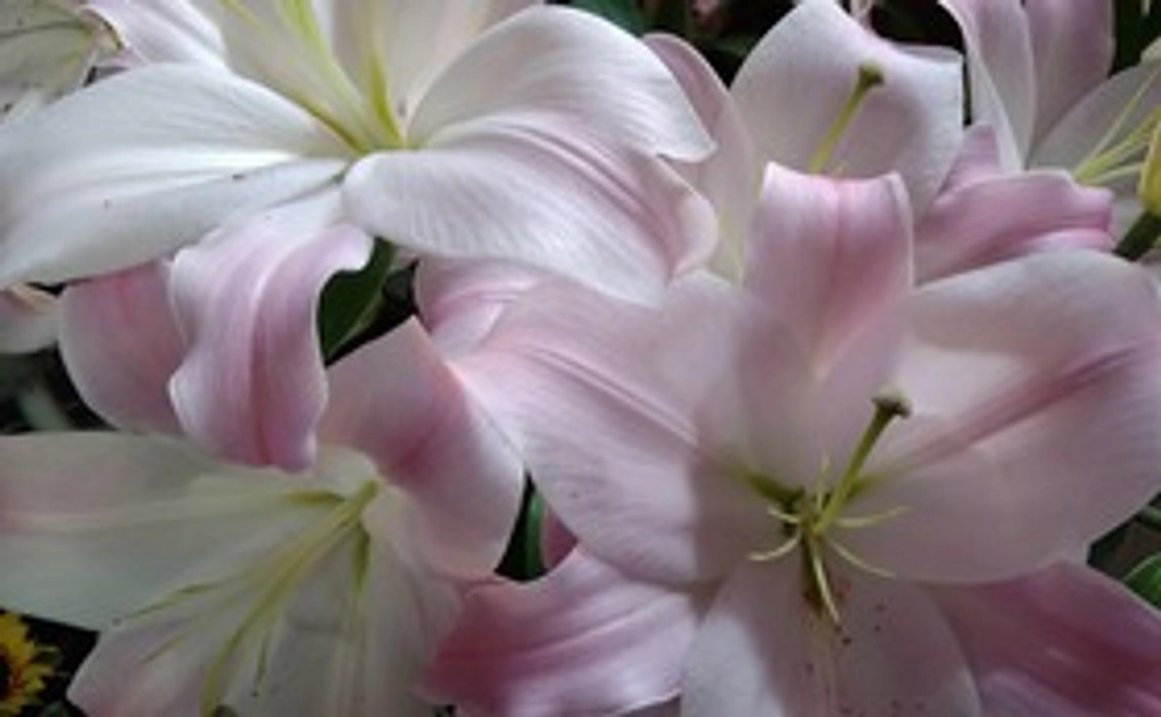 感謝のメール　2500円コース