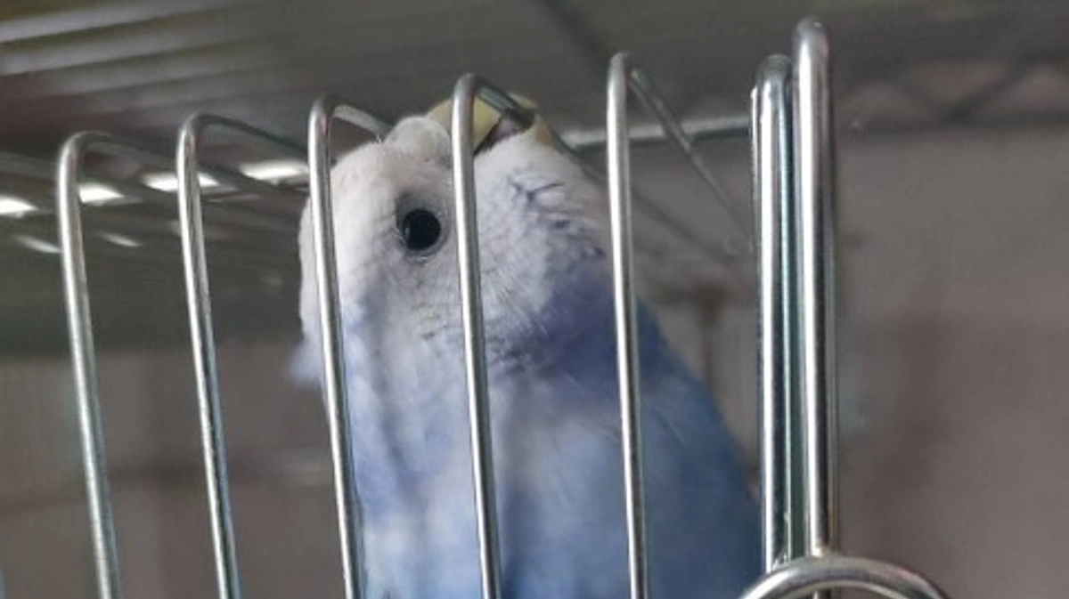 【施設と里親様を待つ鳥さん紹介　その２】