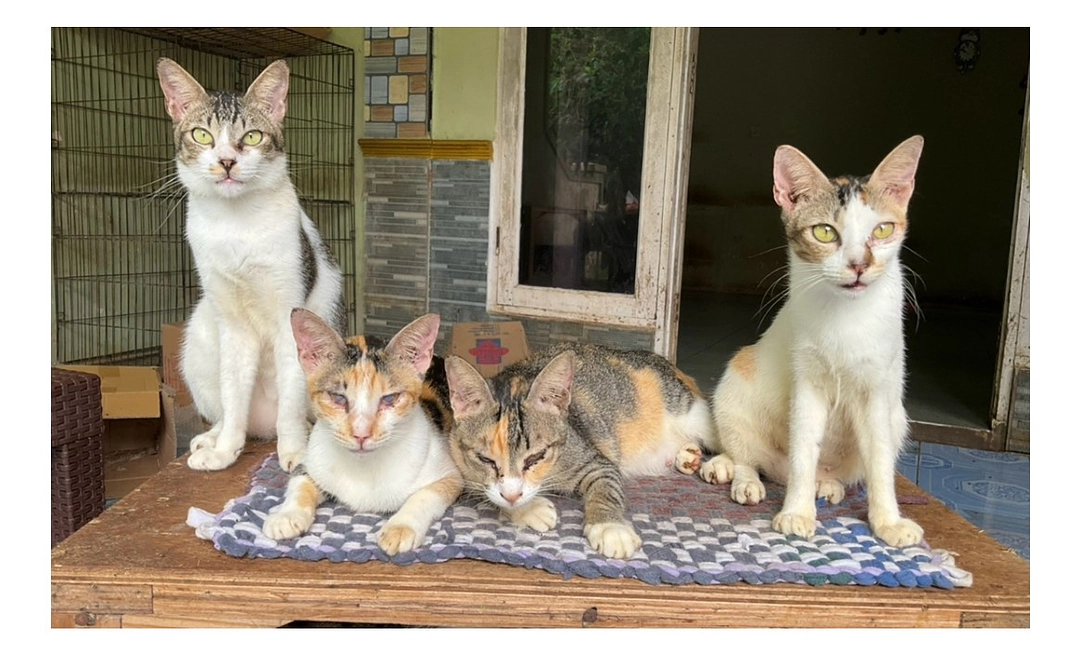 毎月ご支援2000円コース