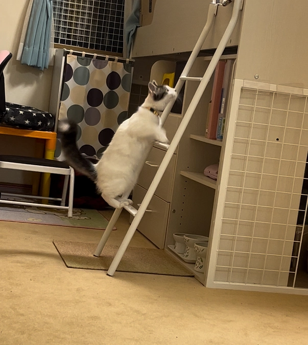 せっかく登ったのにぃー