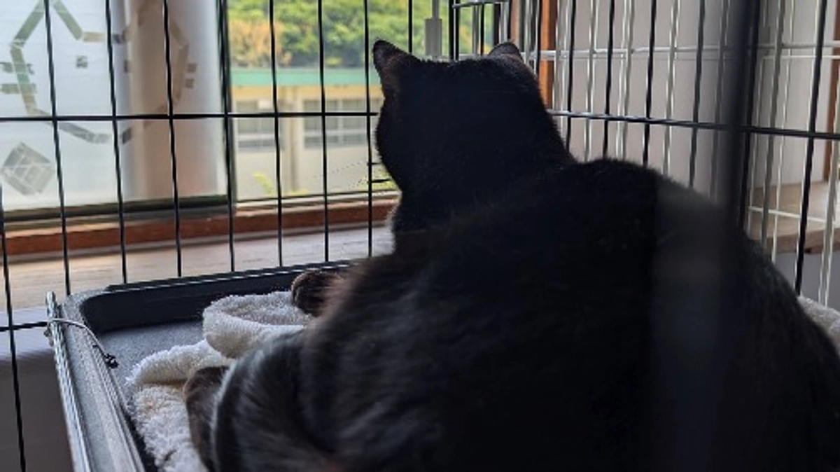 「びんごねこのおうち」への移転　〜家族みんなで新しいおうちへ〜　その4