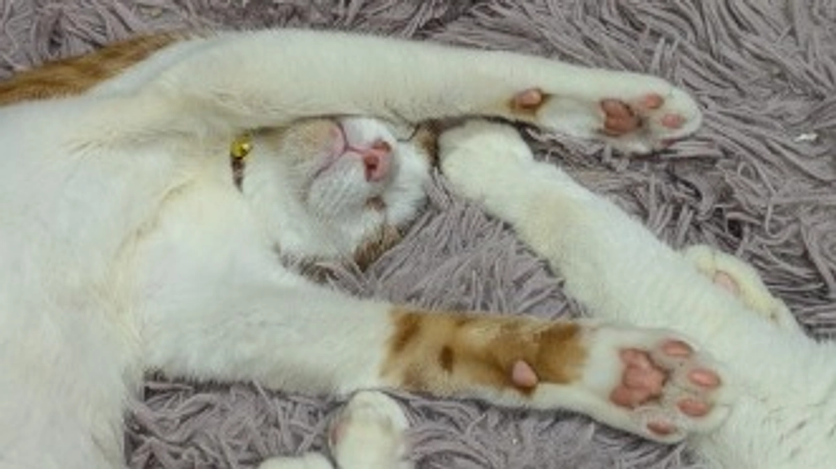 🐸6月活動報告☂️