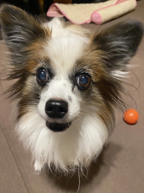 🏥かかりつけの病院にお薬をもらいに💊チラシも貼って頂きました！