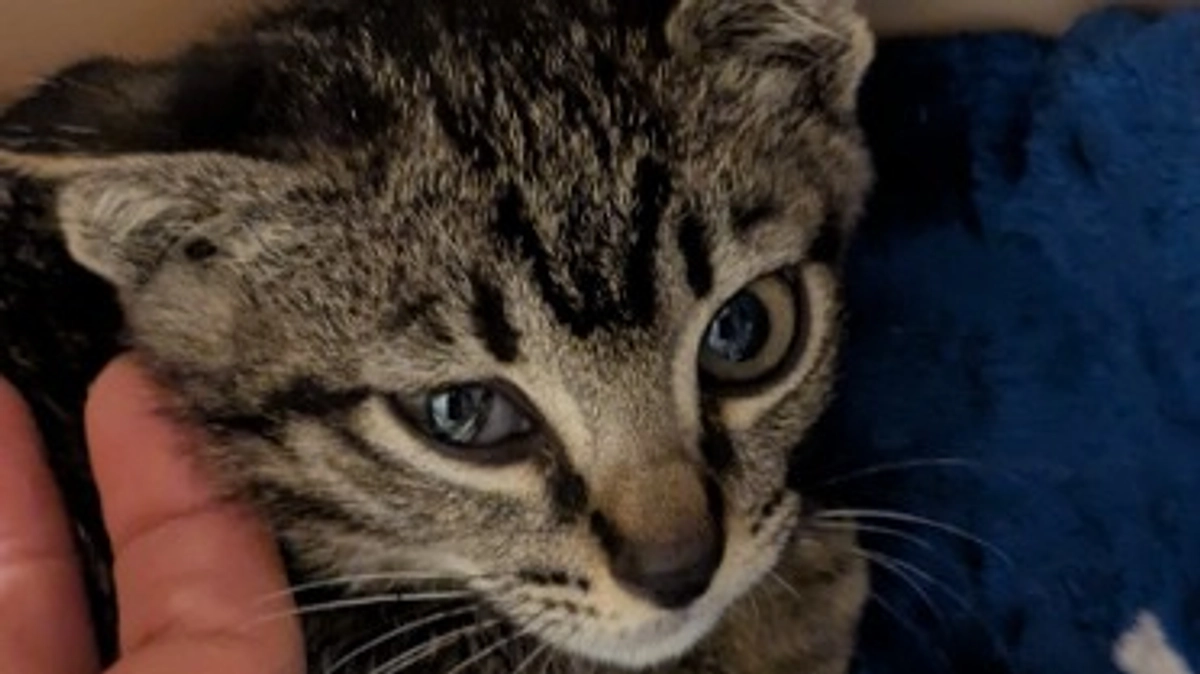 ペット写真館bawdyさんのイベントで保護猫譲渡会として参加してきました!!