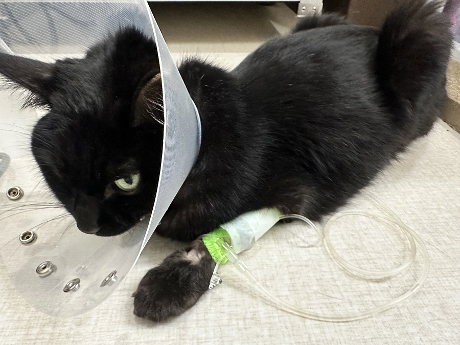 急変してしまいました。