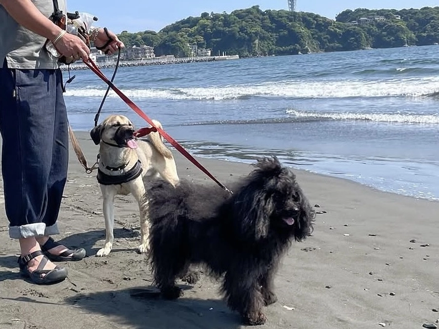 里親さまからのメッセージ　アルフレッドとケビンのご家族より