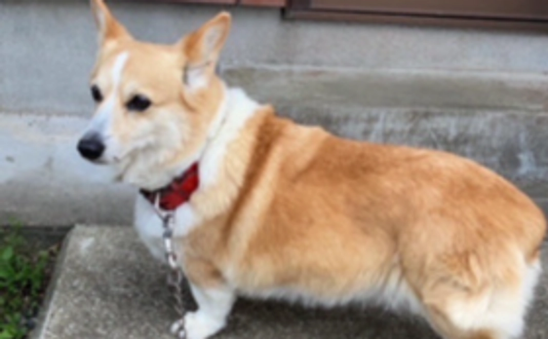 お気持ち支援|3000円