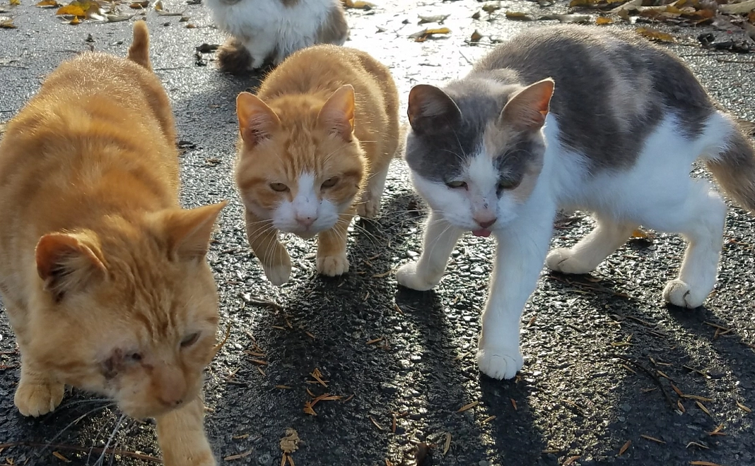 5,000円寄付プラン　ニャンとぞ みなさまのご支援をよろしくお願いします。