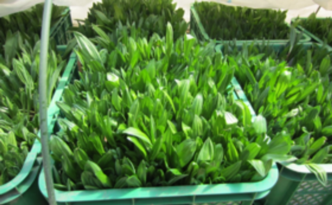 サンクスレター＋お試しサプリ（3回分）