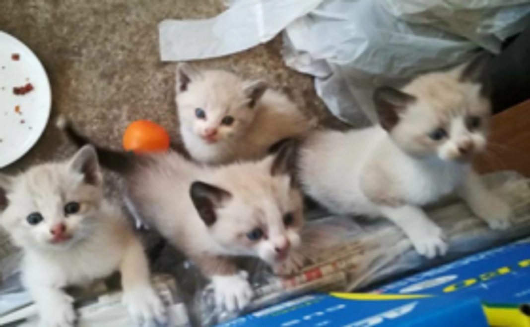 温かい愛の手に感謝