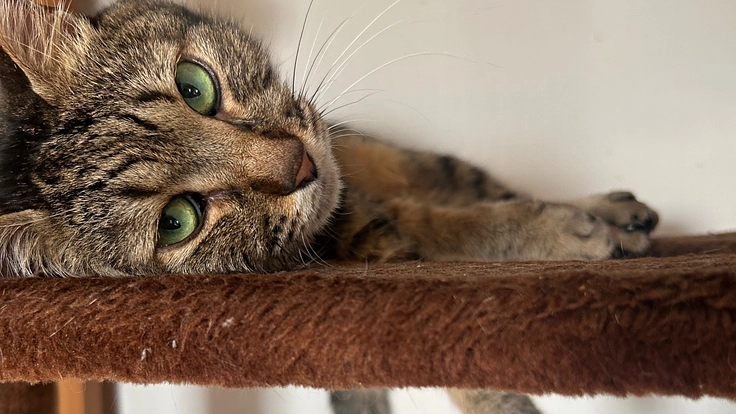 11歳の猫ルルの腎不全の治療に支援をお願いします。