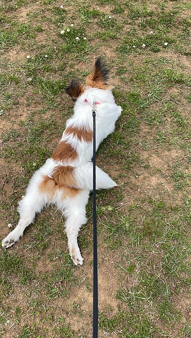 今日のチャッピー