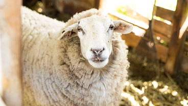 もったいない！使われていない日本産羊毛を活用したい のトップ画像