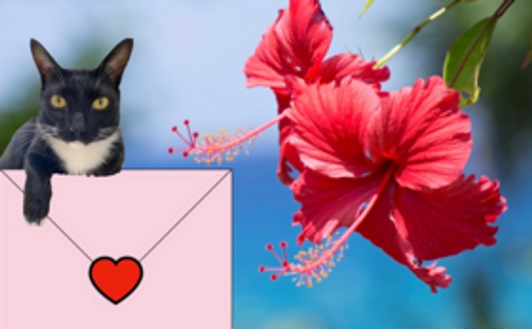 1,000円【感謝メール付】