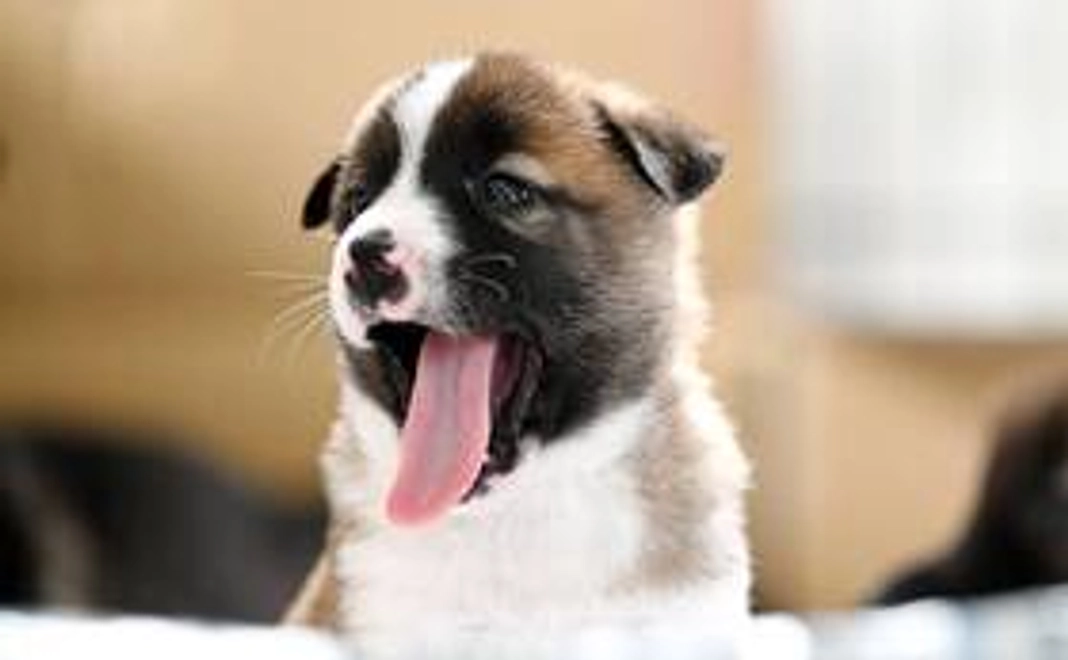 MikiJapanサポーター5000円コース