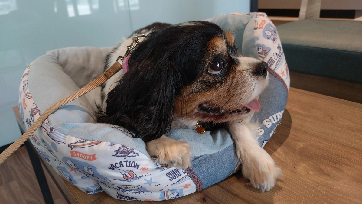 9月4日放射線２回目施術