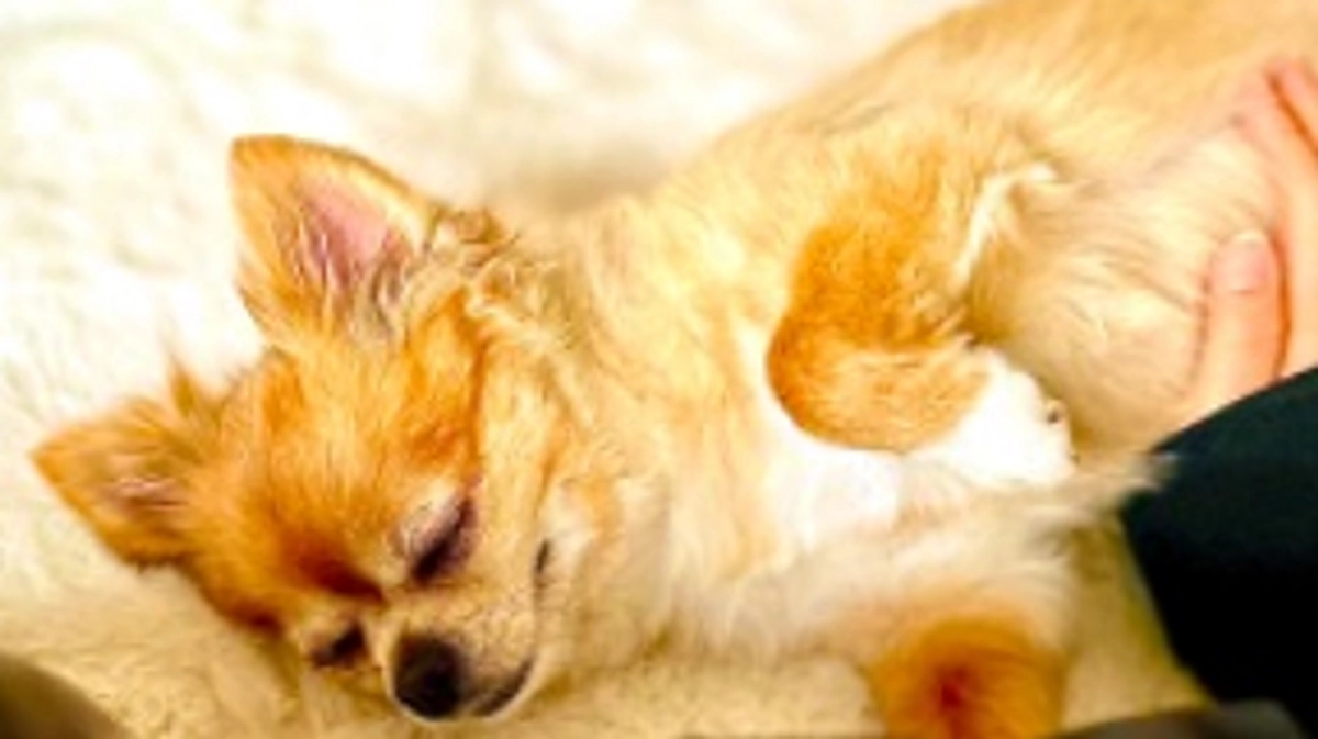 6/30～7/9までのご支援者様(READYFOR)【活動報告24日目】