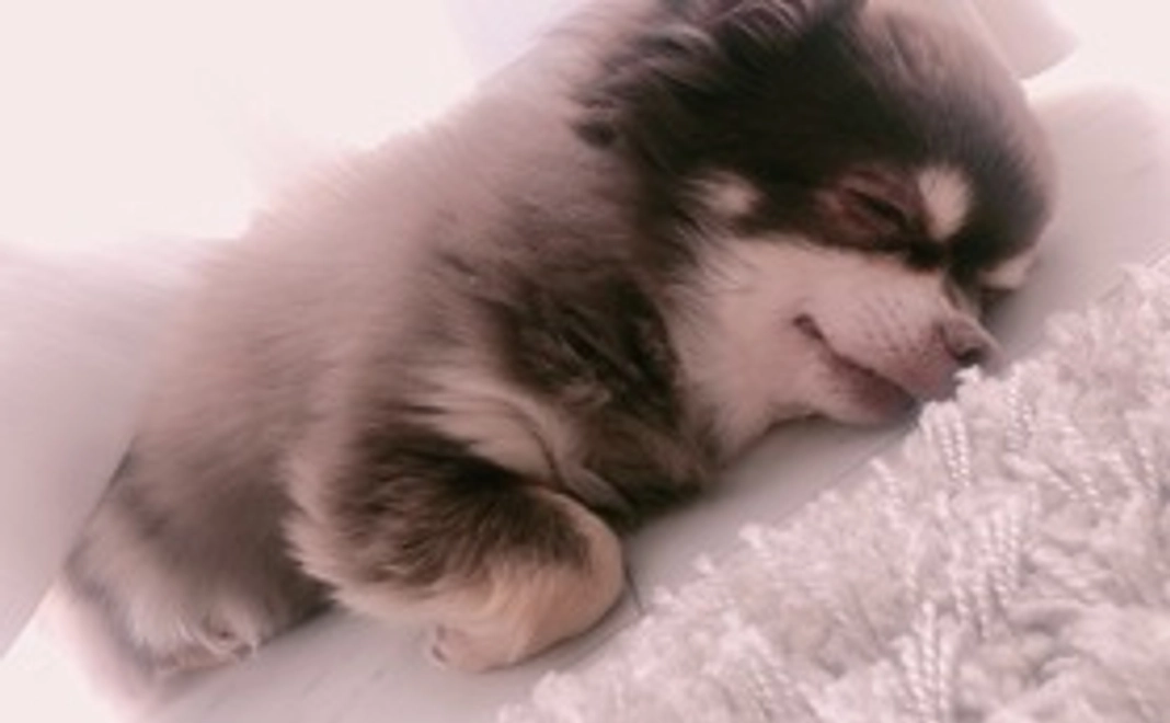 クレハへのご支援1(リターン不要の方)