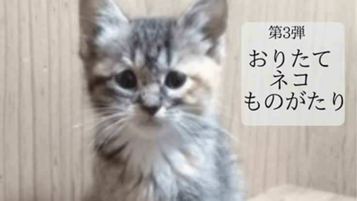 ネコと東北の冬を乗り越えたい!春を迎えるためハウスの冬支度を。