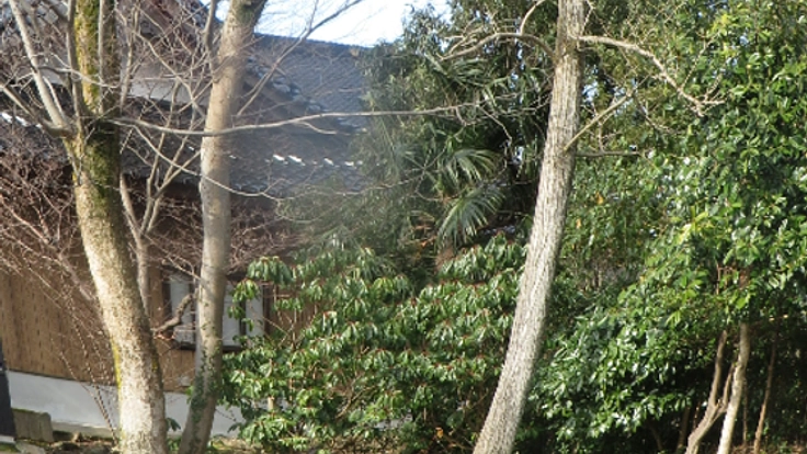 グループホームの敷地内の欅・銀杏などの樹木を伐採し整地する。
