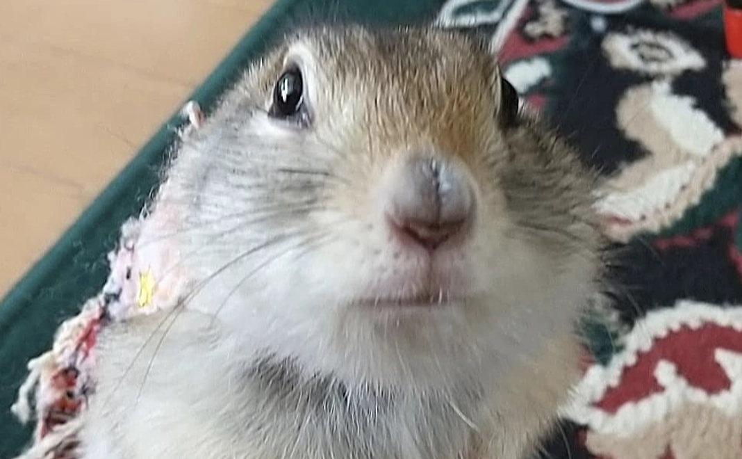 全額応援プラン3000