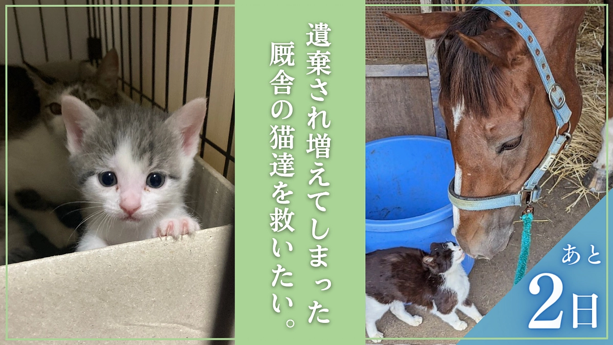 22日（金）に終了する「保護猫hinataboccoさん」を、私たちも全力で応援します！！